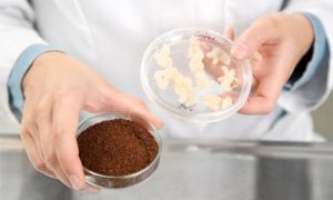 Trong tương lai, ch&uacute;ng ta c&oacute; thể sản xuất c&agrave; ph&ecirc; kh&ocirc;ng cần trồng c&acirc;y