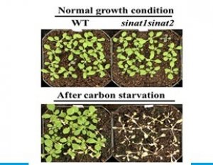 Thực vật th&iacute;ch ứng với đi&ecirc;̀u ki&ecirc;̣n căng thẳng th&ocirc;ng qua một loại protein sẽ thu h&uacute;t, li&ecirc;n kết với chính kẻ thù của nó