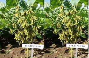 Kết quả khảo nghiệm v&agrave; sản xuất thử giống đậu tương HLĐN 910 V&Agrave; HLĐN 904 cho v&ugrave;ng Đ&ocirc;ng Nam bộ v&agrave; đồng bằng s&ocirc;ng Cửu Long