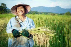 Gi&aacute; l&uacute;a gạo h&ocirc;m 13/12: Đ&agrave;i thơm 8 tăng nhẹ 100 đồng