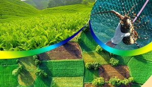 Kết quả sản xuất n&ocirc;ng, l&acirc;m nghiệp v&agrave; thủy sản cả nước qu&yacute; I/2023