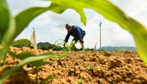 `Con chip n&ocirc;ng nghiệp` của Trung Quốc đang ở đ&acirc;u?