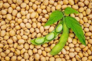 Điều chỉnh phản ứng hạn của đậu tương bằng  c&aacute;ch xử l&yacute; mepiquat chloride