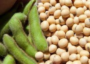 Gi&aacute; đậu tương nhiều khả năng sẽ chỉ biến động nhẹ do t&acirc;m l&yacute; thận trọng của thị trường