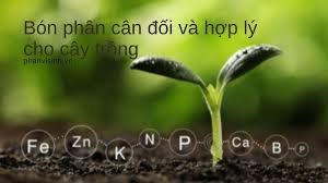 C&acirc;n đối ph&acirc;n b&oacute;n để tăng năng suất c&acirc;y trồng
