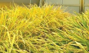 L&uacute;a biến đổi gene ph&ograve;ng dịch tả