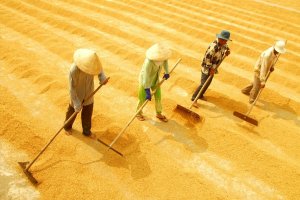 Xuất khẩu gạo Việt Nam "thẳng tiến" tới mốc 6,15 triệu tấn
