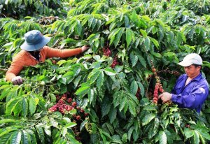 Xuất khẩu c&agrave; ph&ecirc; hướng đến bền vững