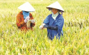 Gạo việt t&igrave;m tương lai bền vững