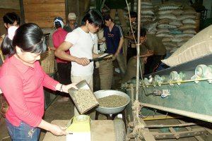 C&agrave; ph&ecirc; Việt: Xuất khẩu nhiều, gi&aacute; trị chẳng bao nhi&ecirc;u