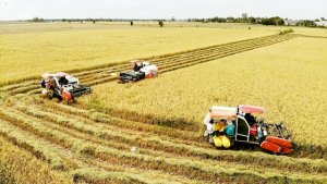 Tạo sức bật c&aacute;nh đồng lớn - Hiệu quả từ sản xuất hợp t&aacute;c 