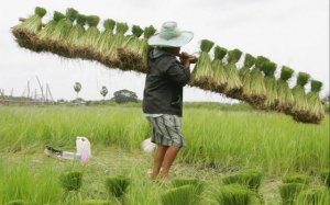 Cạnh tranh gia tăng đang g&acirc;y ra cuộc chiến gi&aacute; tr&ecirc;n thị trường gạo ch&acirc;u &Aacute; 
