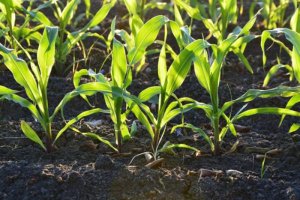 Đ&aacute; silicat gi&uacute;p tăng sản lượng c&acirc;y trồng v&agrave; hạn chế ph&aacute;t thải kh&iacute; CO2 