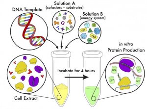 Qu&aacute; tr&igrave;nh tổng hợp protein kh&ocirc;ng cần tế b&agrave;o đ&atilde; trở n&ecirc;n dễ tiếp cận v&agrave; được tiến h&agrave;nh linh hoạt hơn