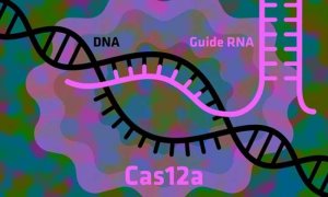 L&agrave;m c&aacute;ch n&agrave;o để c&ocirc;ng cụ chỉnh sửa gen CRISPR hoạt động tốt hơn nữa