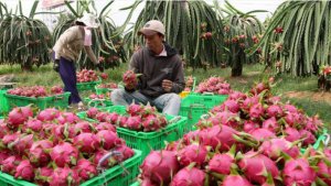 Rau quả xuất khẩu tăng kỷ lục