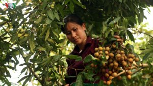 Xuất khẩu n&ocirc;ng sản sụt giảm khi thị trường chủ lực kh&ocirc;ng c&ograve;n dễ d&atilde;i