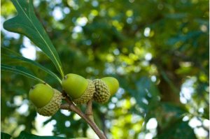 Một kỷ nguy&ecirc;n mới của sinh học: Cơ hội v&agrave; th&aacute;ch thức của gene học vĩ m&ocirc;