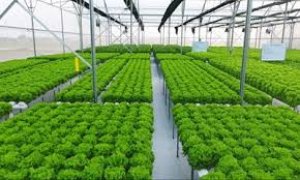 X&acirc;y dựng m&ocirc; h&igrave;nh li&ecirc;n kết sản xuất v&agrave; ti&ecirc;u thụ rau theo hướng hữu cơ tại Đồng Nai
