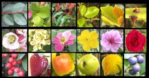 Những định hướng ẩn dấu của tiến h&oacute;a: c&aacute;c gene nhảy trong c&aacute;c hệ gene Rosaceae