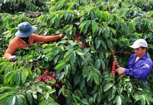 Gần một nửa d&acirc;n số thế giới gắn liền với hệ thống n&ocirc;ng nghiệp