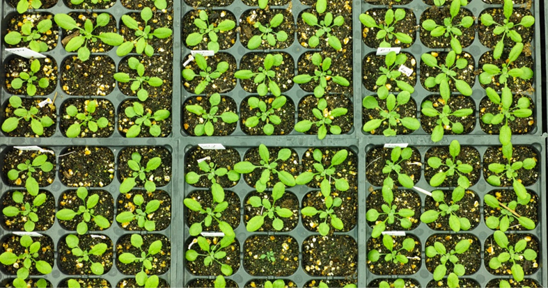 AKT5 l&agrave; một k&ecirc;nh Kali thực thụ v&agrave; kiểm so&aacute;t sự ph&aacute;t triển cuống l&aacute; ở c&acirc;y ARABIDOPSIS