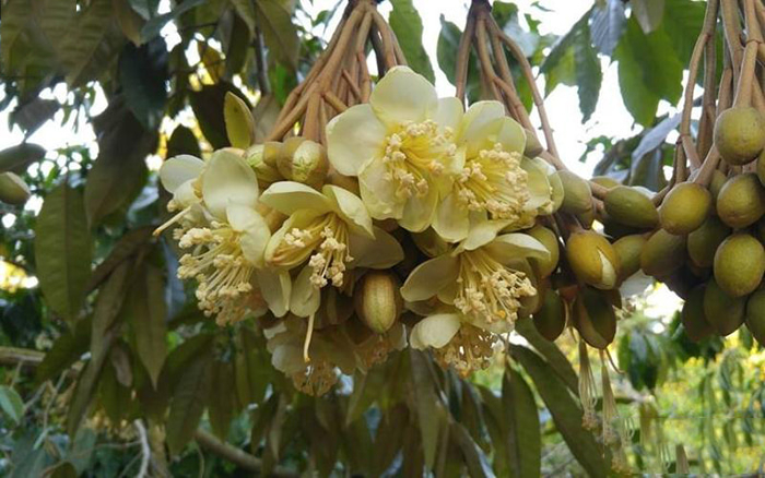 Ảnh hưởng của tỷ lệ ph&acirc;n NPK b&oacute;n v&agrave;o thời kỳ ph&aacute;t triển tr&aacute;i đến hiện tượng rối loạn sinh l&yacute; tr&aacute;i sầu ri&ecirc;ng Musang King (Durio zibethinus) trong vụ thuận tại huyện Phong Điền, th&agrave;nh phố Cần Thơ