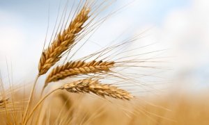 H&agrave;ng triệu n&ocirc;ng d&acirc;n gi&uacute;p lưu trữ nước ngầm ở đồng bằng lớn nhất thế giới
