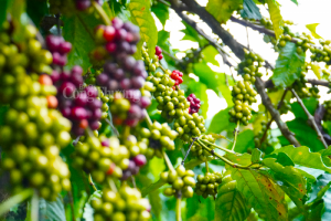 Gi&aacute; c&agrave; ph&ecirc; h&ocirc;m nay 6/11: Gi&aacute; c&agrave; ph&ecirc; trong nước tăng 500 đồng/kg