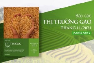 Thị trường gạo th&aacute;ng 11/2022: Mức tăng gi&aacute; kỳ vọng c&oacute; thể thấp hơn trung b&igrave;nh thế giới