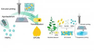 Sự kết hợp giữa sinh học tổng hợp v&agrave; in 3D tạo ra vật liệu sống theo lập tr&igrave;nh