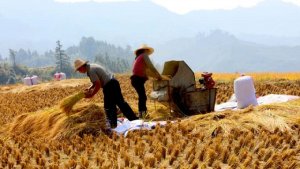Thi&ecirc;n tai ho&agrave;nh h&agrave;nh, gi&aacute; cả leo thang, Trung Quốc nguy cơ khủng hoảng lương thực?
