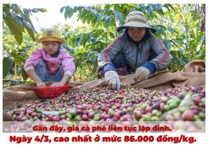 Cơ hội "vàng" cho cà phê Việt Nam