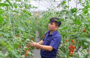 Lai tạo bộ giống c&agrave; chua ăn tươi, tr&aacute;i ngọt như nho, t&aacute;o