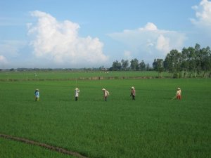 ĐBSCL: Hơn 30.700 ha l&uacute;a bị nhiễm bệnh muỗi h&agrave;nh