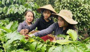 Gi&aacute; c&agrave; ph&ecirc; h&ocirc;m nay, ng&agrave;y 31/8/2023: Gi&aacute; c&agrave; ph&ecirc; trong nước tiếp đ&agrave; tăng
