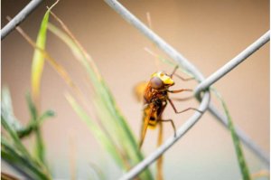 Bằng chứng cho thấy c&ocirc;n tr&ugrave;ng c&oacute; thể cảm nhận đau đớn