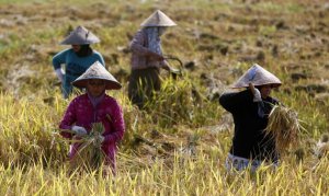 Nắng n&oacute;ng đe dọa an ninh lương thực ở Đ&ocirc;ng Nam &Aacute;