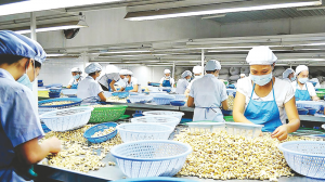 Ng&agrave;nh điều quay về với nguồn nguy&ecirc;n liệu nội