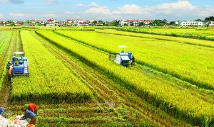Khi n&agrave;o người ti&ecirc;u d&ugrave;ng sẵn s&agrave;ng chi trả cho gạo &ldquo;xanh&rdquo;?