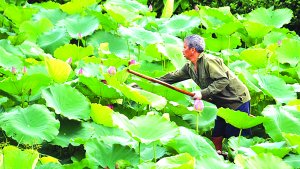 Đa dạng di truyền của lo&agrave;i sen ch&acirc;u &Aacute; trồng tại Việt Nam v&agrave; Th&aacute;i Lan