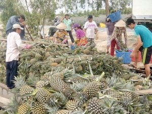 Xuất khẩu rau quả hướng tới 4,5 tỷ USD