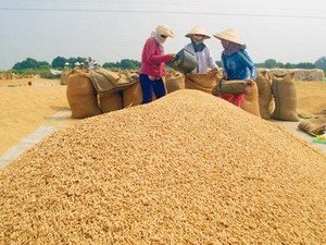 Biến đổi khí hậu sẽ làm giảm sản lượng ngũ cốc