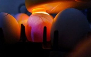 Israel đạt đột ph&aacute; về c&ocirc;ng nghệ trứng g&agrave; chỉ nở ra g&agrave; m&aacute;i
