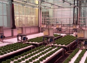 Hy vọng cao về hệ thống aquaponics lấy cảm hứng từ c&aacute;c nh&agrave; m&aacute;y xử l&yacute; nước thải