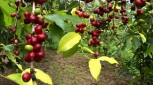 C&ocirc;ng bố tr&igrave;nh tự bộ gen đầu ti&ecirc;n của giống c&agrave; ph&ecirc; Arabica 