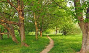 Kết quả nghi&ecirc;n cứu mới cho thấy thực vật c&oacute; thể c&oacute; khả năng hấp thụ nhiều CO2 hơn từ c&aacute;c hoạt động ph&aacute;t thải của con người