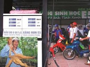 T&aacute;c động của việc trồng sắn cho sản xuất nhi&ecirc;n liệu sinh học đ&ecirc;́n đa dạng sinh học trong cảnh quan: tổng quan tại Việt Nam