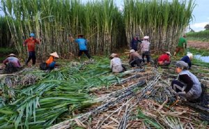 Hội nhập ATIGA: Dưới g&oacute;c nh&igrave;n của người sử dụng đường 