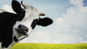 Phát hi&ecirc;̣n loài rong bi&ecirc;̉n ở Úc loại bỏ được 99% khí metan do bò ợ ra